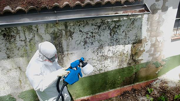 Mold Removal service in Medina